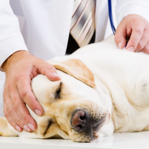 a dog lying on a table with a stethoscope