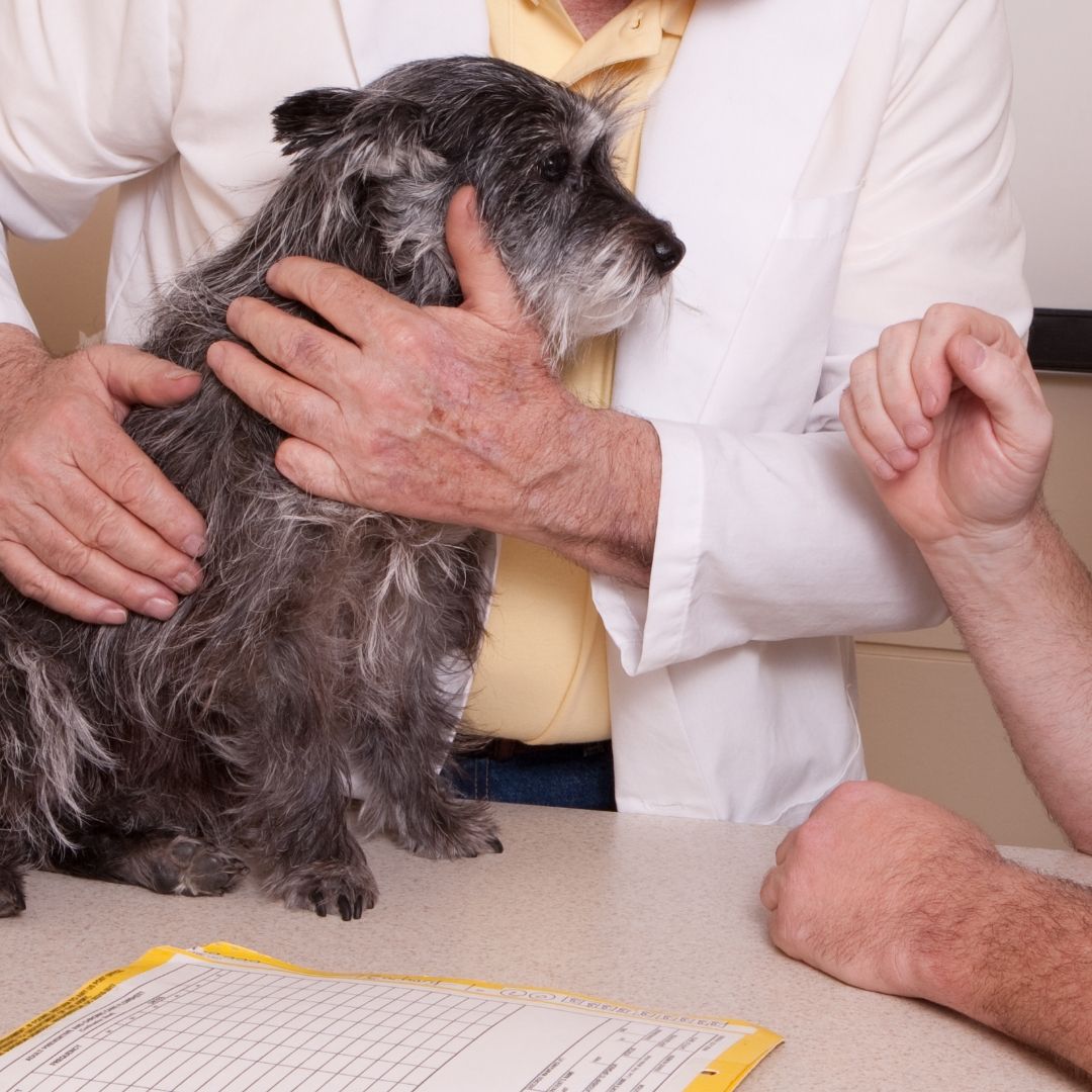 a cat being examined by a vet