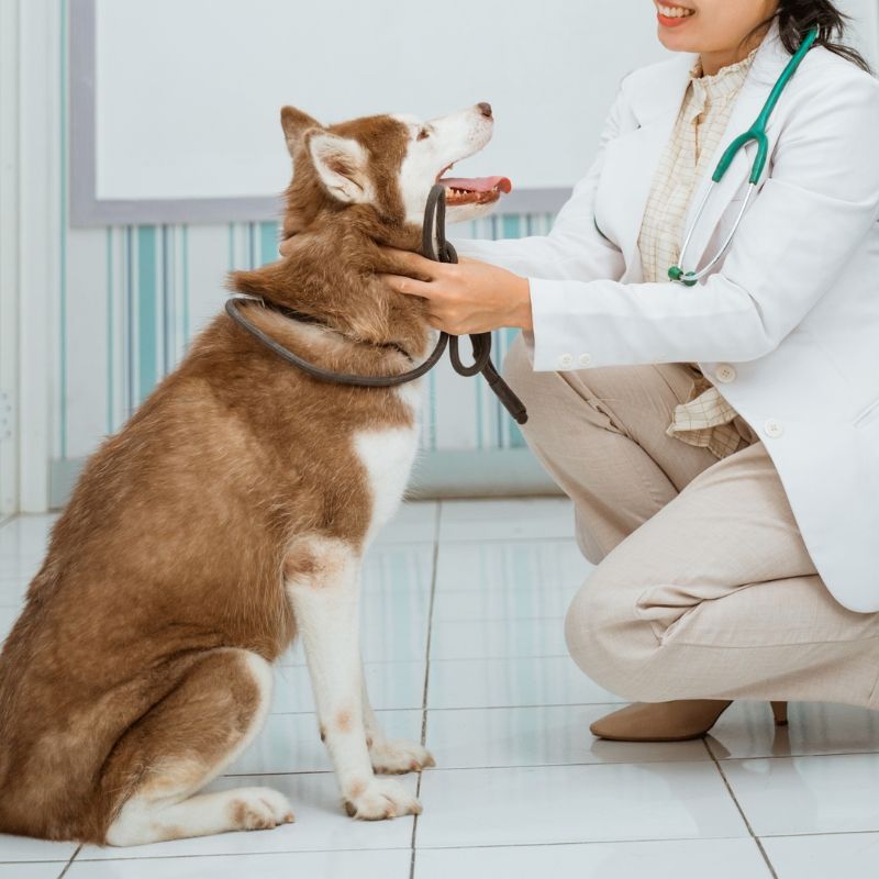 Happy dog seeing a vet