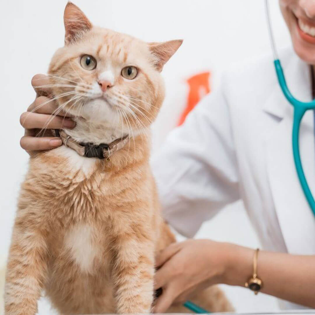 Pet Vaccines Image A cat is sitting on a table and a vet is holding her