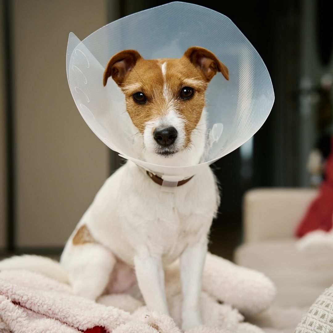 Pet Soft Tissue Surgeries A dog wearing a protective cone